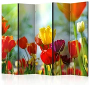 Artgeist Paraván - Spring Tulips II [Room Dividers]
