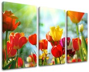 Obraz na stenu KVETY | rôzne rozmery