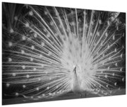 Obraz - Biely páv (90x60 cm)