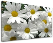 Obraz na stenu KVETY | rôzne rozmery