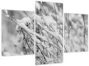 Obraz - Zasnežené vetvy (90x60 cm)