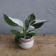 Philodendron White Wizard baby
