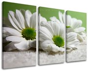 Obraz na stenu KVETY | rôzne rozmery