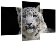 Obraz - Leopard snežný (90x60 cm)