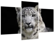 Obraz - Leopard snežný (90x60 cm)