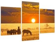 Obraz - Zebry so západom slnka (90x60 cm)