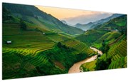 Obraz - Ryžové terasy II. (120x50 cm)