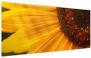 Obraz - Slnečnica (120x50 cm)