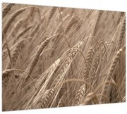 Obraz - Zlaté pole (70x50 cm)