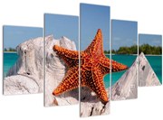Obraz morskej hviezdice (150x105 cm)