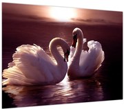 Obraz - Labute na jazere (70x50 cm)