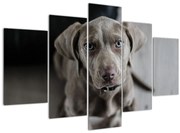 Obraz šteňaťa (150x105 cm)