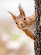 Fotografia Close-up of squirrel on tree trunk,Tumba,Botkyrka,Sweden, mange6699 / 500px