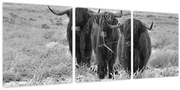Obraz - Škótske kravy (s hodinami) (90x30 cm)