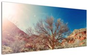 Obraz stromu v púšti (120x50 cm)