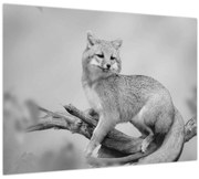 Obraz - Líška šedá (70x50 cm)