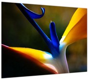 Obraz - Exotický kvet (70x50 cm)