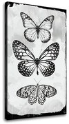 Obraz na plátne MOTÝLE | rôzne rozmery