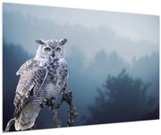 Obraz - Sova snežná (90x60 cm)