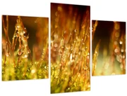 Obraz - Detail rosy (90x60 cm)