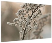 Obraz - Rastlina v mraze (90x60 cm)