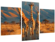 Obraz - Žirafy na pastvine (90x60 cm)