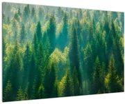 Obraz - Borovicový les (90x60 cm)