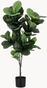 Rastlinná dekorácia Ficus