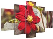 Obraz kvetiny (150x105 cm)