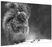 Obraz - Veverička v zime (70x50 cm)