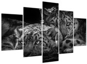 Obraz - Odpočívajúci gepardy (150x105 cm)