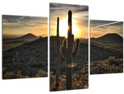 Obraz - kaktusy v slnku (90x60 cm)