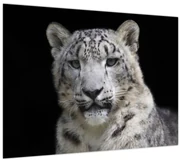 Obraz - Leopard snežný (70x50 cm)