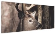Obraz - Jeleň v lese (120x50 cm)