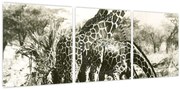 Obraz - Žirafy, vintage (s hodinami) (90x30 cm)
