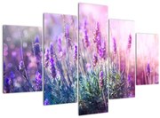 Obraz - Levanduľa vo trblietania slnka (150x105 cm)