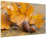Obraz - Jesenné žalude (90x60 cm)