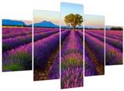 Obraz - Levanduľové pole (150x105 cm)