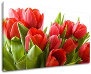 Obraz na stenu KVETY TULIPÁNY | rôzne rozmery