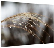 Obraz kvapiek na rastline (70x50 cm)
