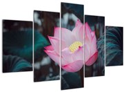 Obraz ružovej kvetiny (150x105 cm)