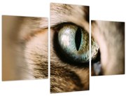 Obraz - Mačacie oko (90x60 cm)