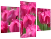 Obraz - Ružové tulipány (90x60 cm)