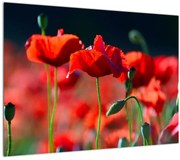 Obraz - vlčie maky (70x50 cm)