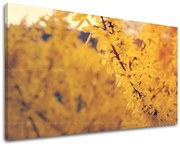 Obraz na stenu KVETY | rôzne rozmery