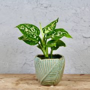 Aglaonema White Kiwi baby