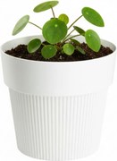 Květináč Silva Line 11,5x13,2 cm krémový