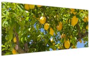 Obraz - Citrónovník (120x50 cm)