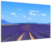 Obraz - Levanduľové pole (90x60 cm)