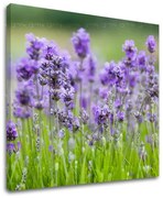 Obraz na stenu KVETY | rôzne rozmery